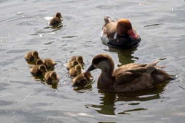 Pato Colorado - Red crested Pochard