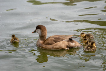 Pato Colorado - Red crested Pochard