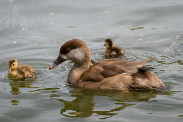 Pato Colorado - Red crested Pochard