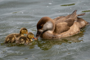 Pato Colorado - Red crested Pochard