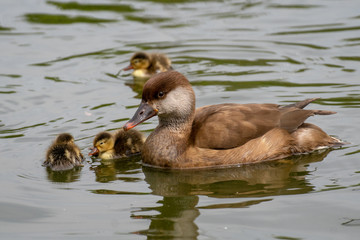 Pato Colorado - Red crested Pochard