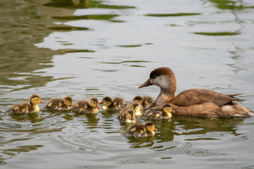 Pato Colorado - Red crested Pochard