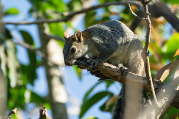 Obraz premium ardilla