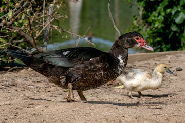 Pato Criollo - Muscovy duck (Cairina moschata)
