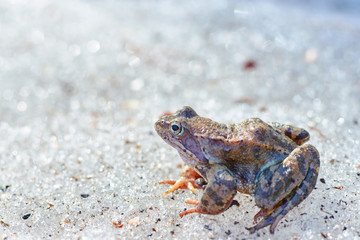 A close up of a frog on the ice. Early spring. abnormal phenomena in nature.