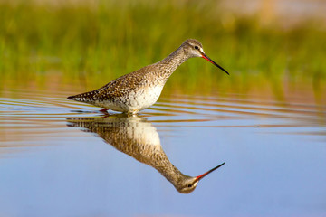 Cute water bird. Common water bird: Spotted Redshank. Tringa erythropus. Green blue nature background.