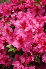 Closeup of Hot Pink Azalea Blooms