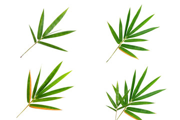 Set of bamboo leaves isolated on white background