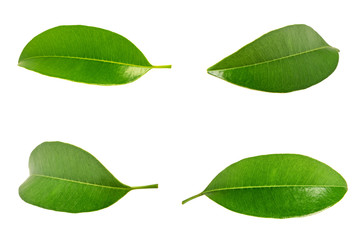 Green leaf isolated on white background