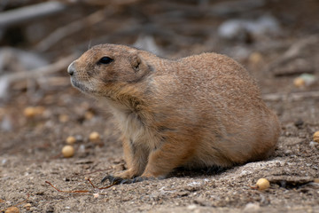 Perrito de la pradera - Prairie dog
