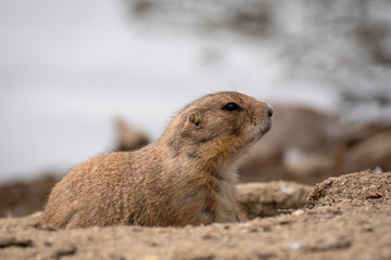 Perrito de la pradera - Prairie dog