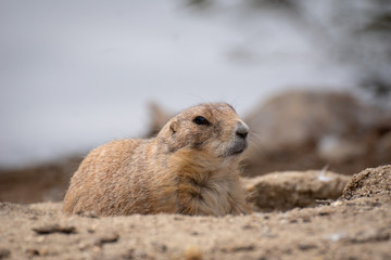Perrito de la pradera - Prairie dog