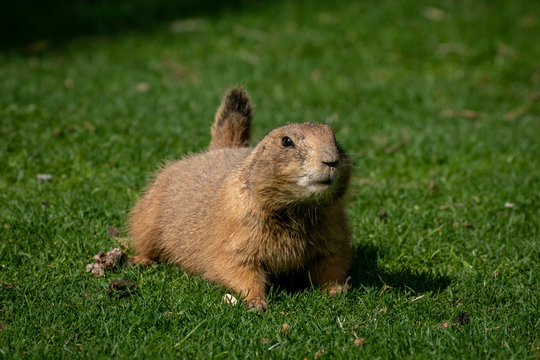 Perrito de la pradera - Prairie dog