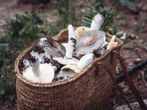 Plastic bucket full of fresh raw mushrooms placed near grungy wall