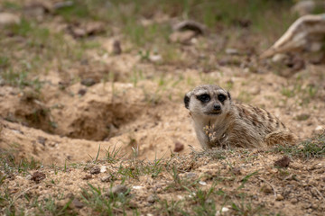 Suricata o Suricato