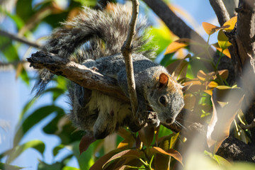 Fototapeta premium ardilla