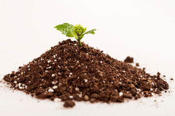 hobby gardening at home 