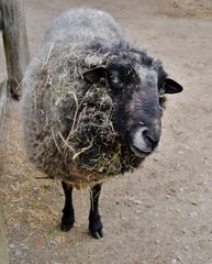 Obraz premium Verdrecktes Schaf