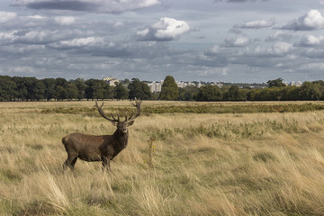 A red deer stag in Richmond Park with London in the background