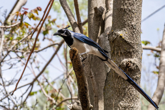 Urraca de copete o urraca hermosa carinegra conocida como black-throated magpie-jay (Calocitta colliei)