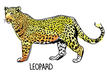 Leopard. Drawing by hand with watercolor texture. Children's drawing.