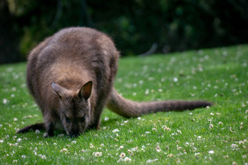 wallaby de bennett pastando