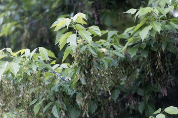 Fruits of a ash leaved maple, Acer negondo.