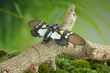 Cicada : Green and blue color butterfly-wings cicada (Gaeana cheni) is a cicada species from China and Southeast Asia (Thailand, Myanmar) Butterfly cicadas with broad multicolor wings.