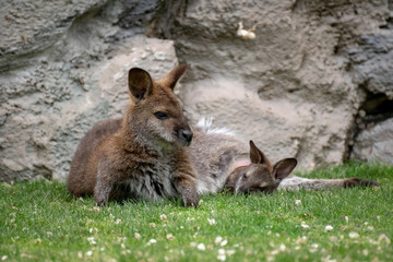 Wallaby con su bebé. Red necked wallaby