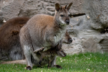 Naklejka na ściany i meble Wallaby con su bebé. Red necked wallaby