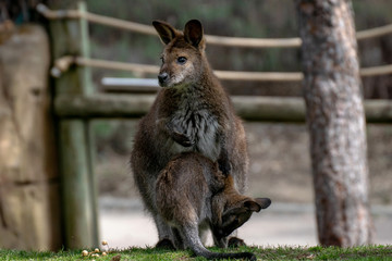 Wallaby con su bebé. Red necked wallaby