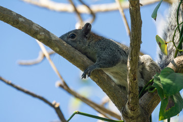 ardilla