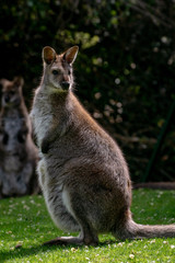 Wallaby con su bebé. Red necked wallaby