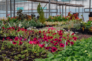 Fototapeta na wymiar Flowering petunias grown in modern greenhouse 