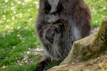Wallaby con su bebé. Red necked wallaby