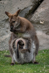 Obraz premium Wallaby con su bebé. Red necked wallaby