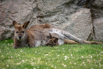 Wallaby con su bebé. Red necked wallaby