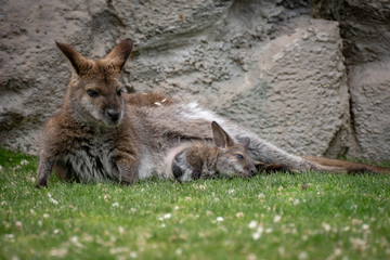 Wallaby con su bebé. Red necked wallaby