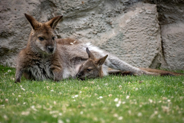 Wallaby con su bebé. Red necked wallaby