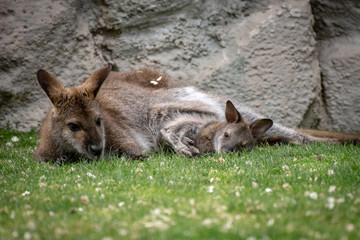 Wallaby con su bebé. Red necked wallaby