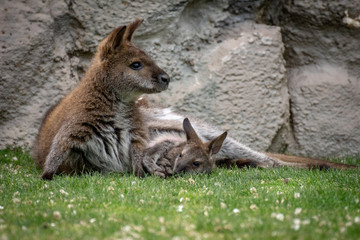 Wallaby con su bebé. Red necked wallaby