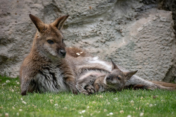 Wallaby con su bebé. Red necked wallaby