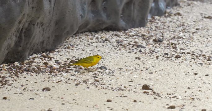 Yellow warbler on the beach