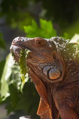 orange iguana animal red lizard,  head.