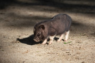 Farm animal piglet young domestic,  rural.