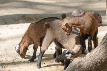 Fototapeta premium farm animal domestic mammal goat, milk.