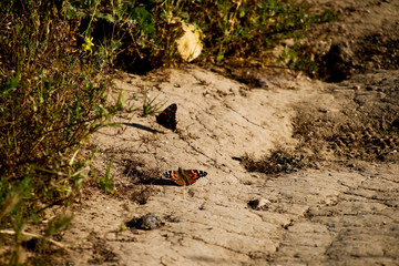 Arroyo Verde Park in Ventura California