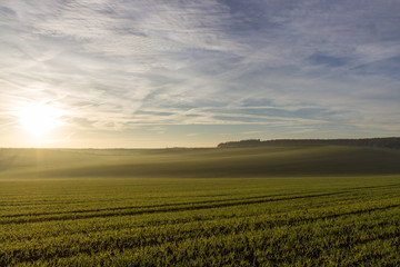 Early morning misty sunrise over a wheat field