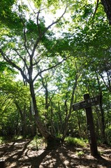 Fototapeta premium 木漏れ日の御坂山地 府駒山