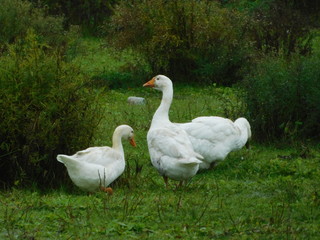 white geese